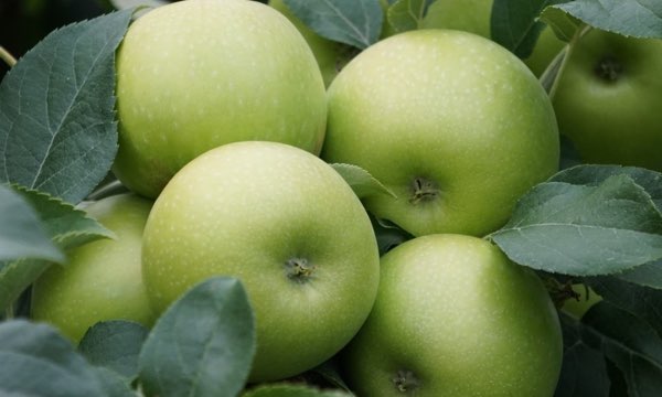 ELMA GRANNY SMITH