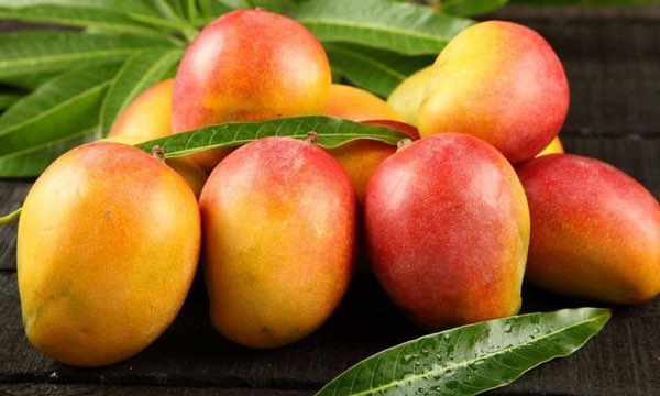 MANGO