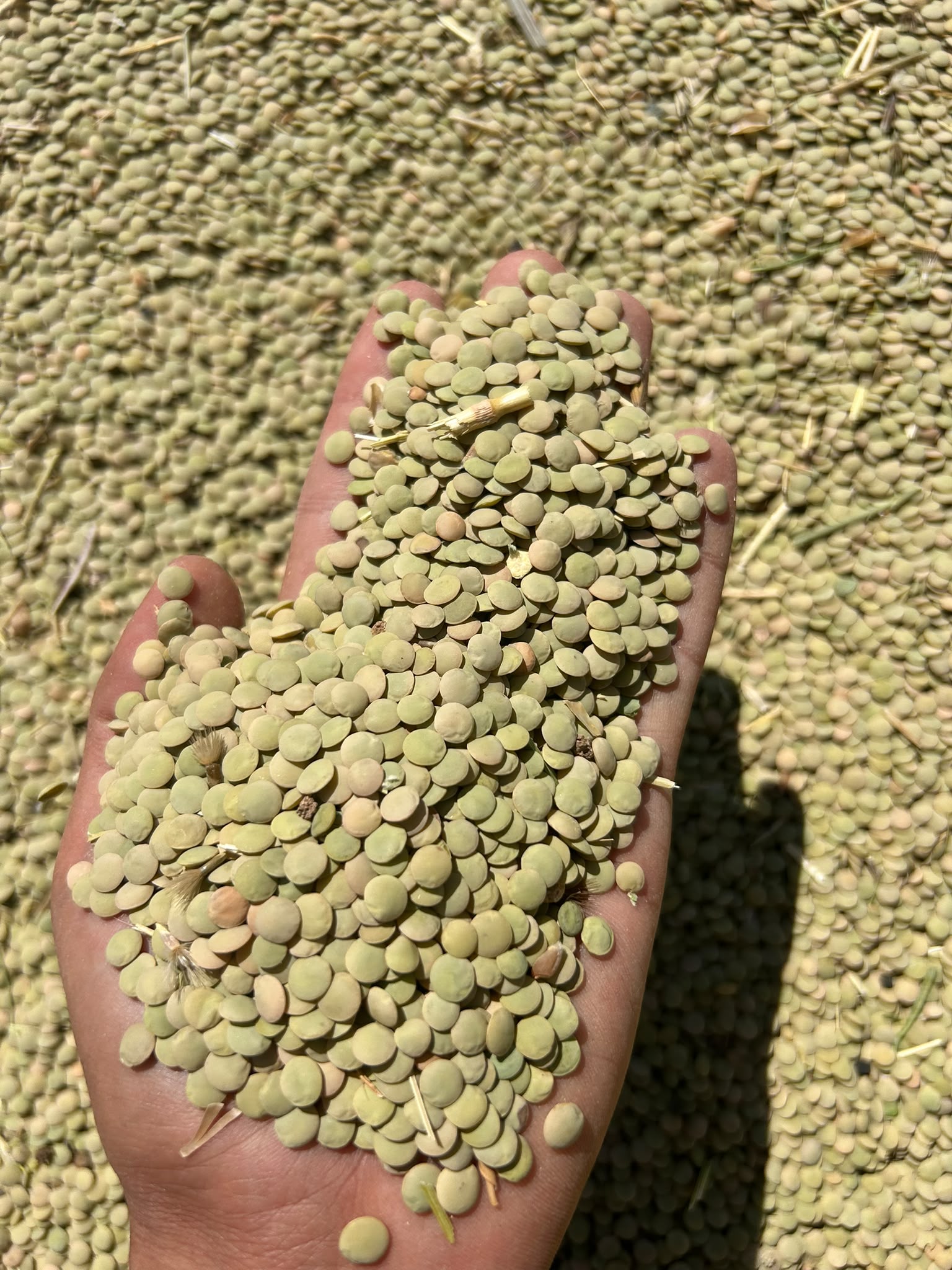 50 Ton Yeşil Mercimek (Dökme, Kırşehir)